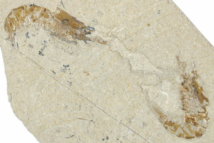Two Cretaceous Fossil Shrimp - Lebanon #349677